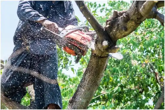 tree services Baytown